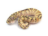 Load image into Gallery viewer, 2023 Female Lesser Pastel Enchi Ball Python 