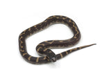 Load image into Gallery viewer, 2023 Female Marina Del Rey California King Snake