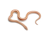 Load image into Gallery viewer, 2023 Female Matias Rosy Boa 