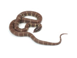 Load image into Gallery viewer, 2023 Female Melanistic Het Albino California King Snake.