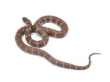 Load image into Gallery viewer, 2023 Female Melanistic Het Albino California King Snake.