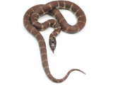 Load image into Gallery viewer, 2023 Female Melanistic Het Albino California King Snake.