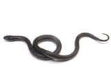 Load image into Gallery viewer, 2023 Female Mexican Black King Snake 