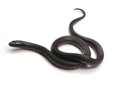 Load image into Gallery viewer, 2023 Female Mexican Black King Snake 