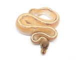 Load image into Gallery viewer, 2023 Female Mojave Hidden Gene Woma Enchi Possible Yellowbelly Possible Nanny Possible Static Ball Python
