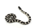 Load image into Gallery viewer, 2023 Female Mosaic California King Snake 