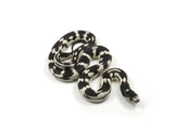 Load image into Gallery viewer, 2023 Female Mosaic California King Snake 