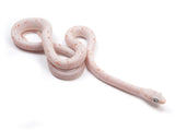 Load image into Gallery viewer, 2023 Female Palmetto Corn Snake 