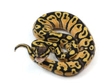 Load image into Gallery viewer, 2023 Female Pastel Ball Python 