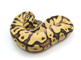Load image into Gallery viewer, 2023 Female Pastel Enchi Ball Python 