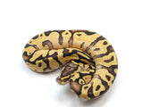 Load image into Gallery viewer, 2023 Female Pastel Enchi Ball Python 