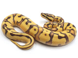 Load image into Gallery viewer, 2023 Female Pastel Enchi Lucifer Bald + Ball Python 