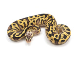 Load image into Gallery viewer, 2023 Female Pastel Leopard EMG Lucifer Possible Bald Possible Orange Dream Ball Python