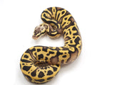 Load image into Gallery viewer, 2023 Female Pastel Leopard EMG Lucifer Possible Bald Possible Orange Dream Ball Python