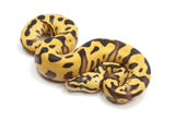 Load image into Gallery viewer, 2023 Female Pastel Leopard EMG Possible Orange Dream + Ball Python 