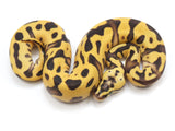 Load image into Gallery viewer, 2023 Female Pastel Leopard EMG Possible Orange Dream + Ball Python 