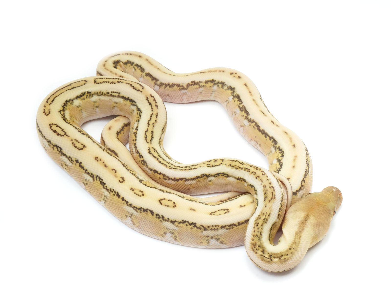 Platinum Tiger Reticulated Python