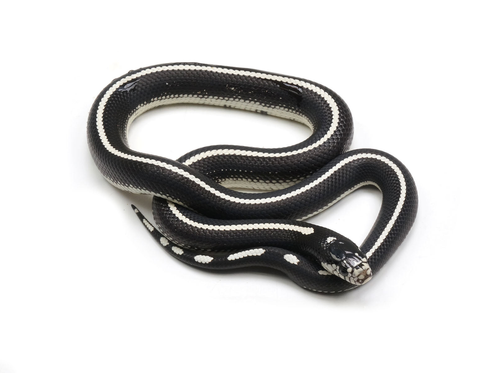 2023 Female Reverse Stripe California King Snake – New England Reptile ...