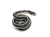 Load image into Gallery viewer, 2023 Female Reverse Stripe California King Snake 