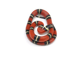 Load image into Gallery viewer, 2023 Female Sinaloan Milk Snake 