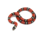 Load image into Gallery viewer, 2023 Female Sinaloan Milk Snake 