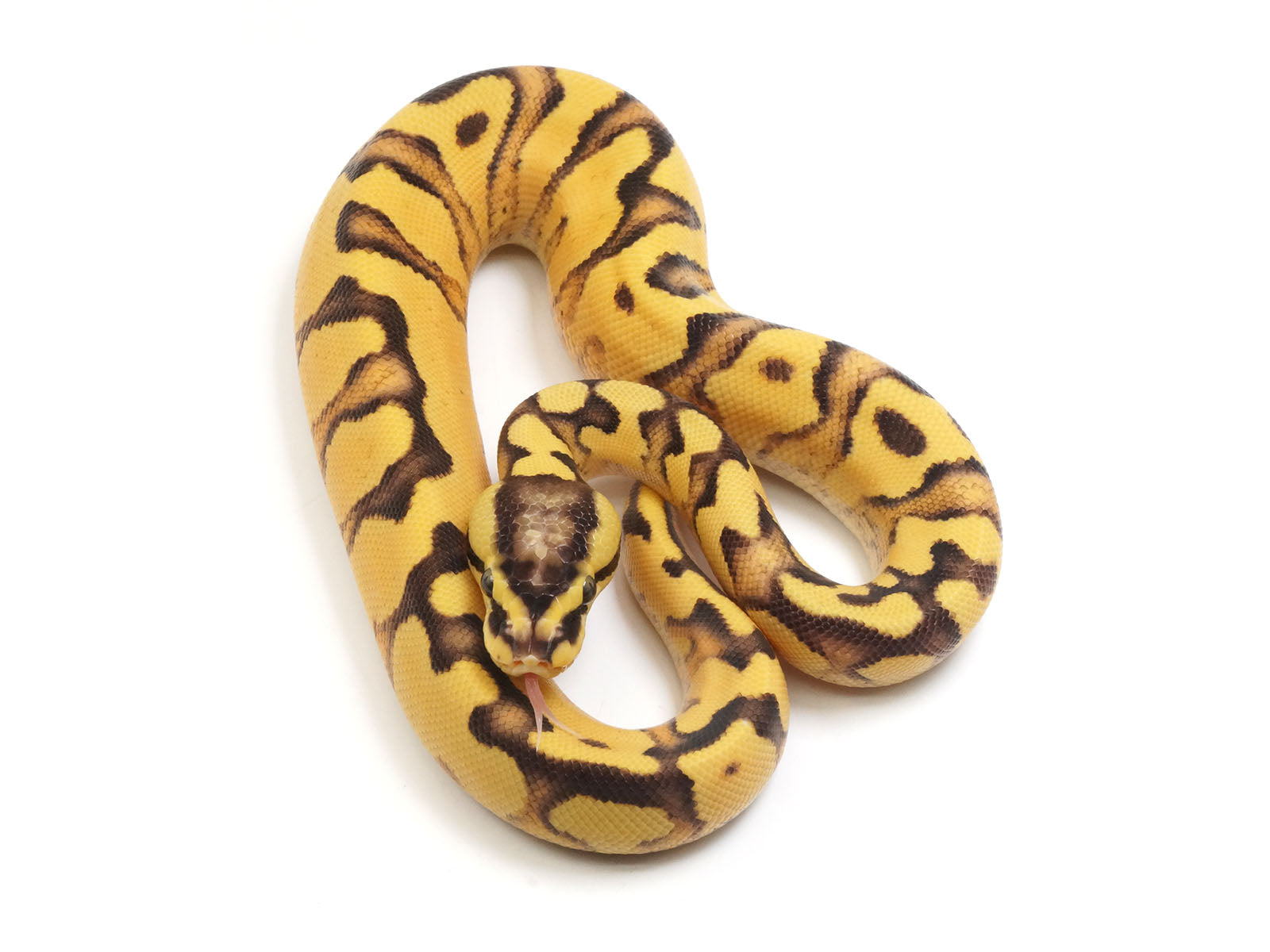 Sterling Pastel Ball Python Super Pastel Vanilla Pinstripe Ball Python