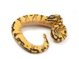 Load image into Gallery viewer, 2023 Female Super Pastel Enchi Orange Dream Fader ++ Ball Python