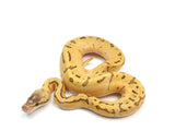 Load image into Gallery viewer, 2023 Female Super Pastel Enchi Pinstripe Hidden Gene Woma Ball Python 
