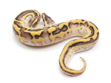 Load image into Gallery viewer, 2023 Female Super Stripe Enchi Ball Python 