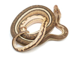 Load image into Gallery viewer, 2023 Female Super Tiger Anthrax Reticulated Python 