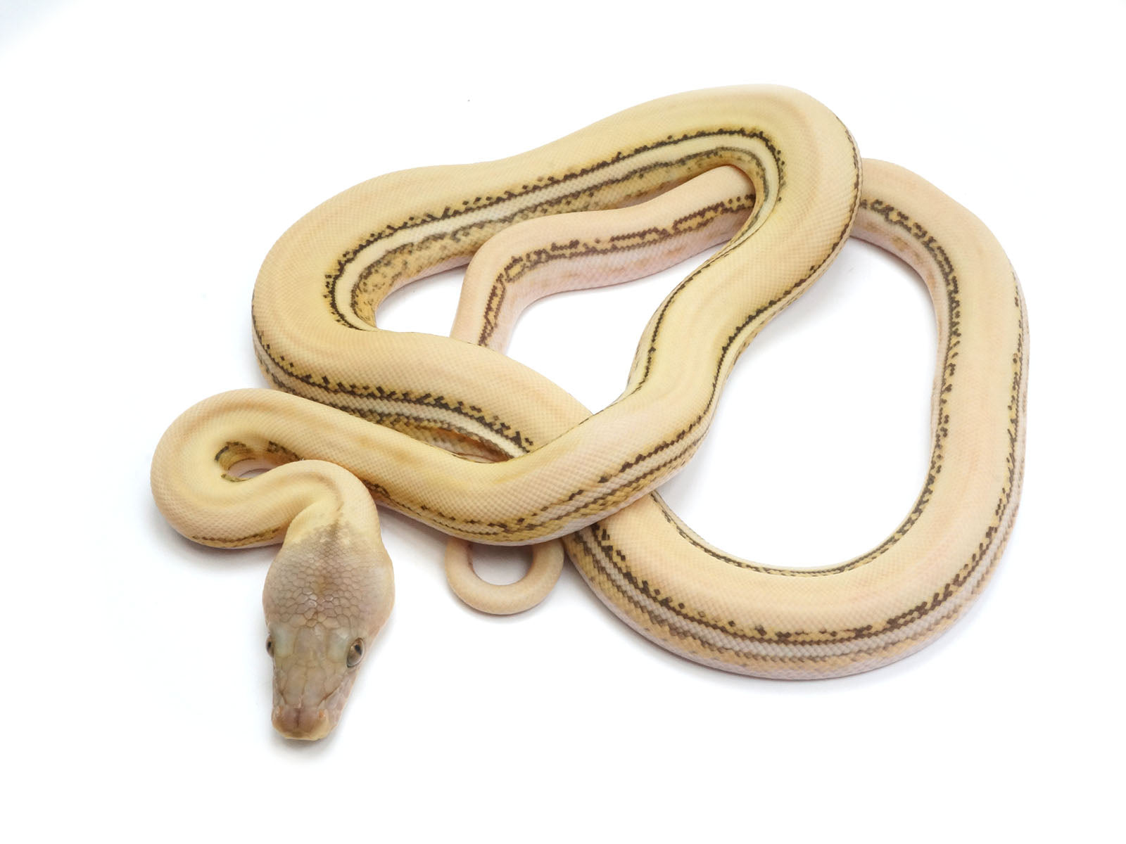 Albino Super Tiger Reticulated Python
