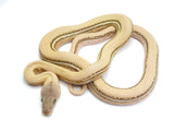Load image into Gallery viewer, 2023 Female Super Tiger Platinum Marble Reticulated Python 
