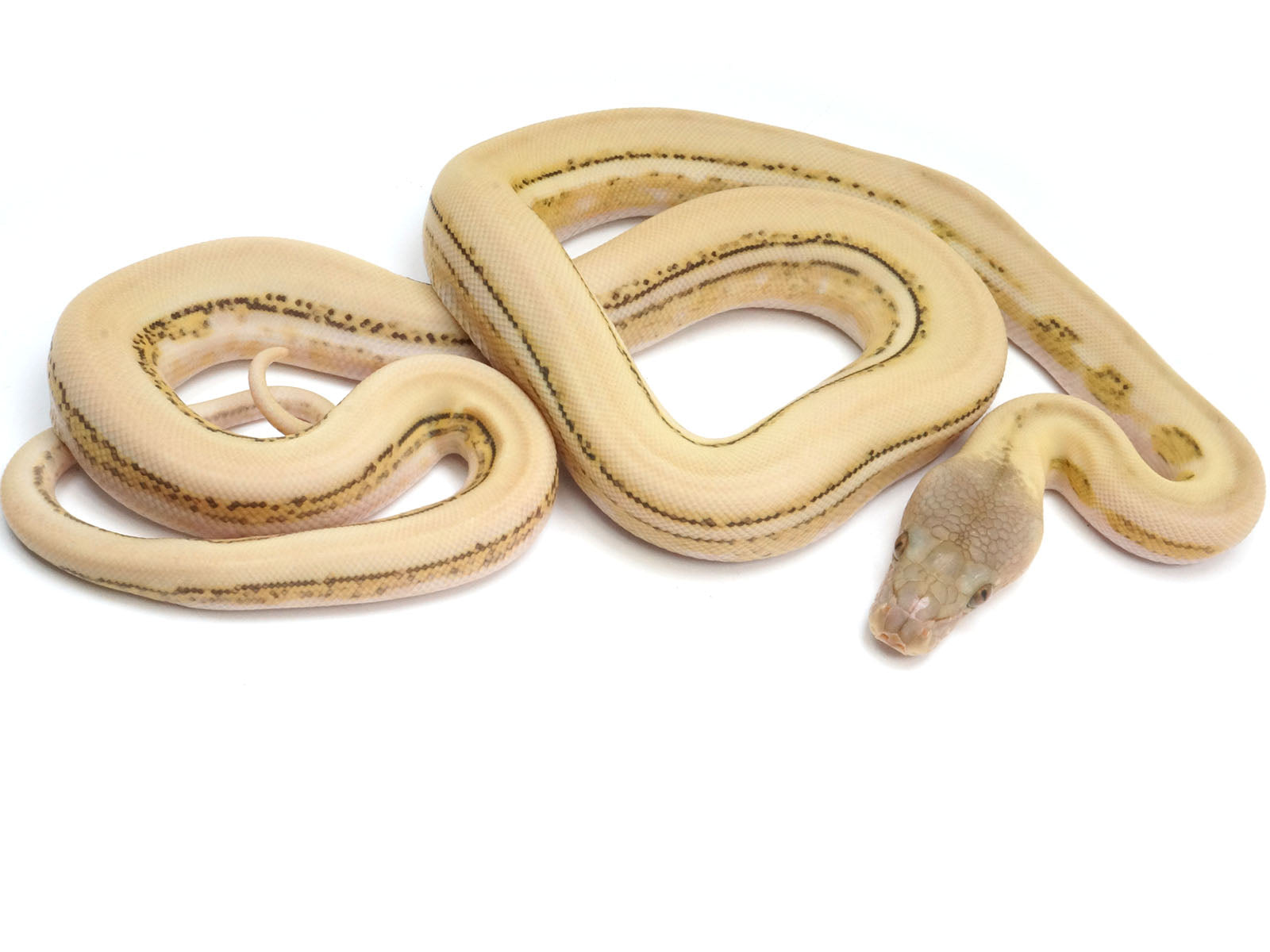 Albino Super Tiger Reticulated Python