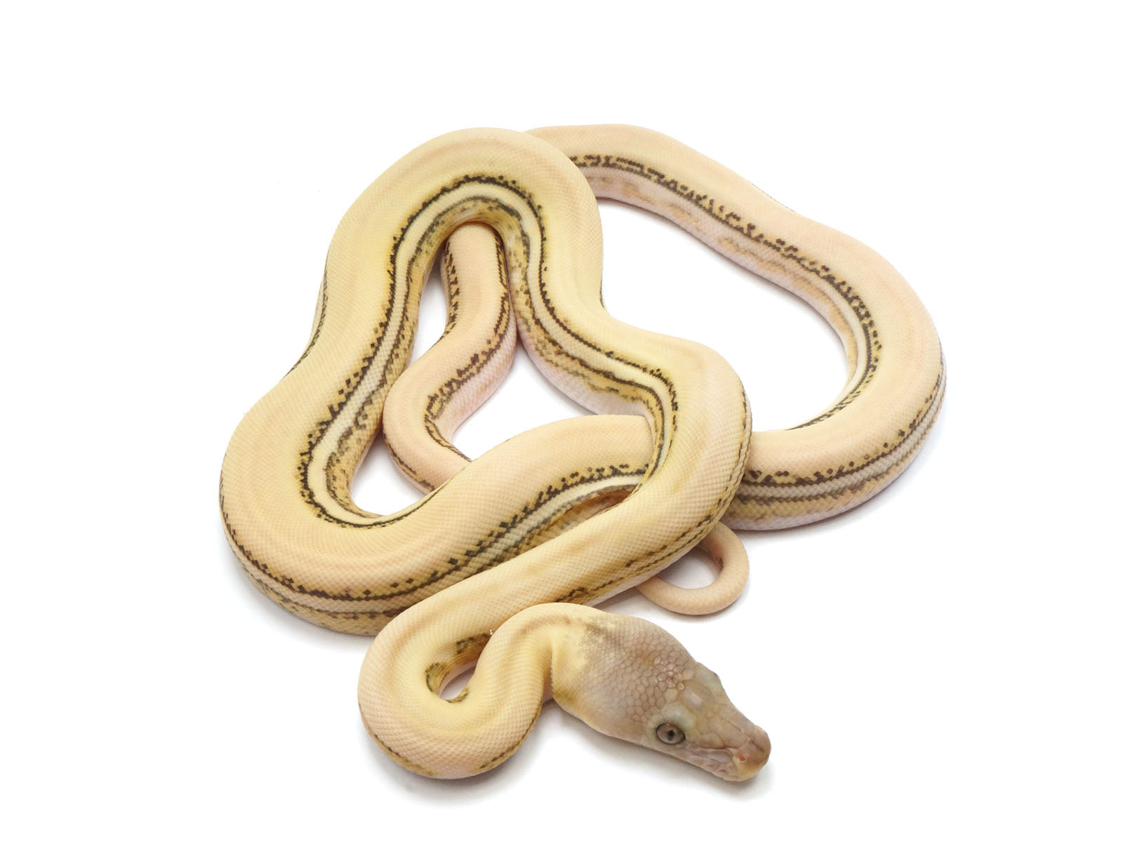 Super Tiger Python