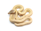 Load image into Gallery viewer, 2023 Female Super Tiger Platinum Marble Reticulated Python