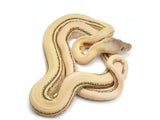 Load image into Gallery viewer, 2023 Female Super Tiger Platinum Marble Reticulated Python 