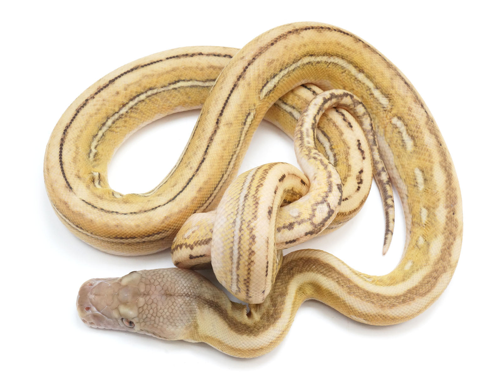 Albino Super Tiger Reticulated Python