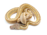 Load image into Gallery viewer, 2023 Female Super Tiger Platinum Reticulated Python 