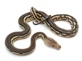Load image into Gallery viewer, 2023 Female Tiger Anthrax Reticulated Python  
