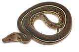Load image into Gallery viewer, 2023 Female Tiger Anthrax Reticulated Python 