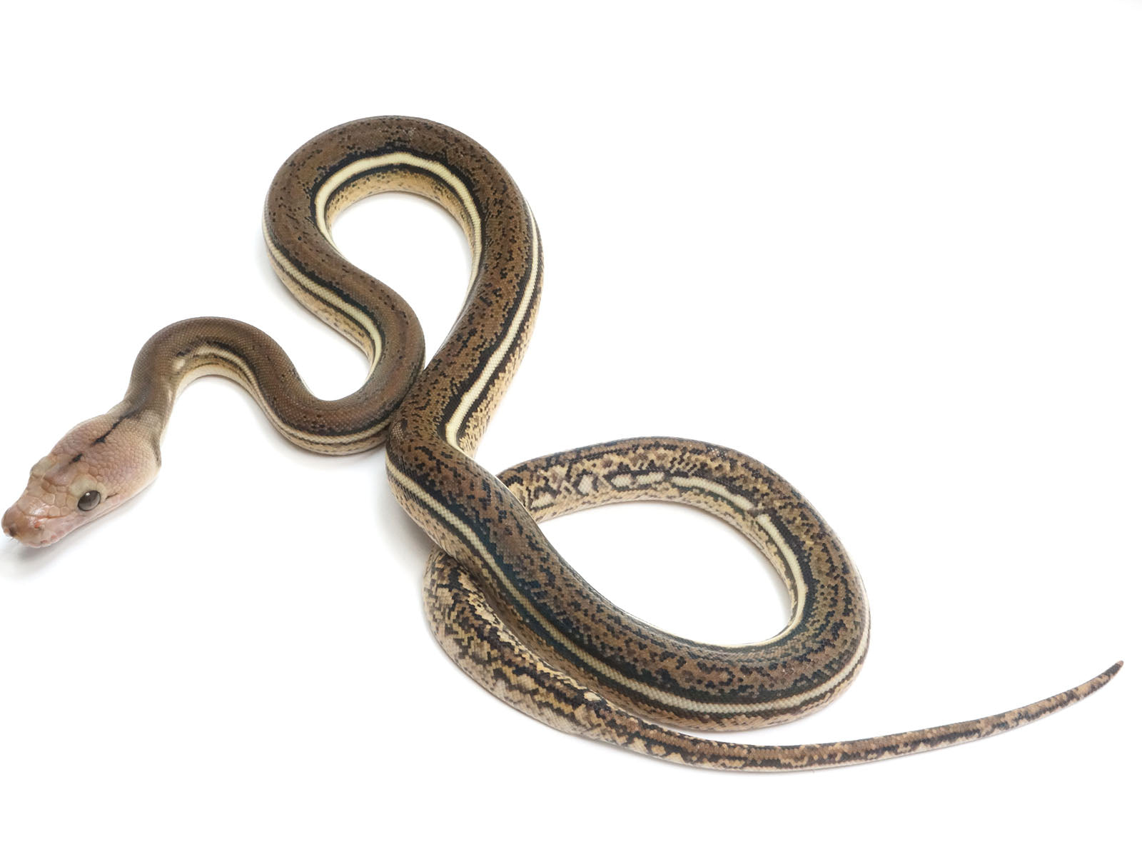 2023 Female Tiger Anthrax Reticulated Python – New England Reptile - NERD