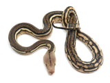 Load image into Gallery viewer, 2023 Female Tiger Anthrax Reticulated Python  
