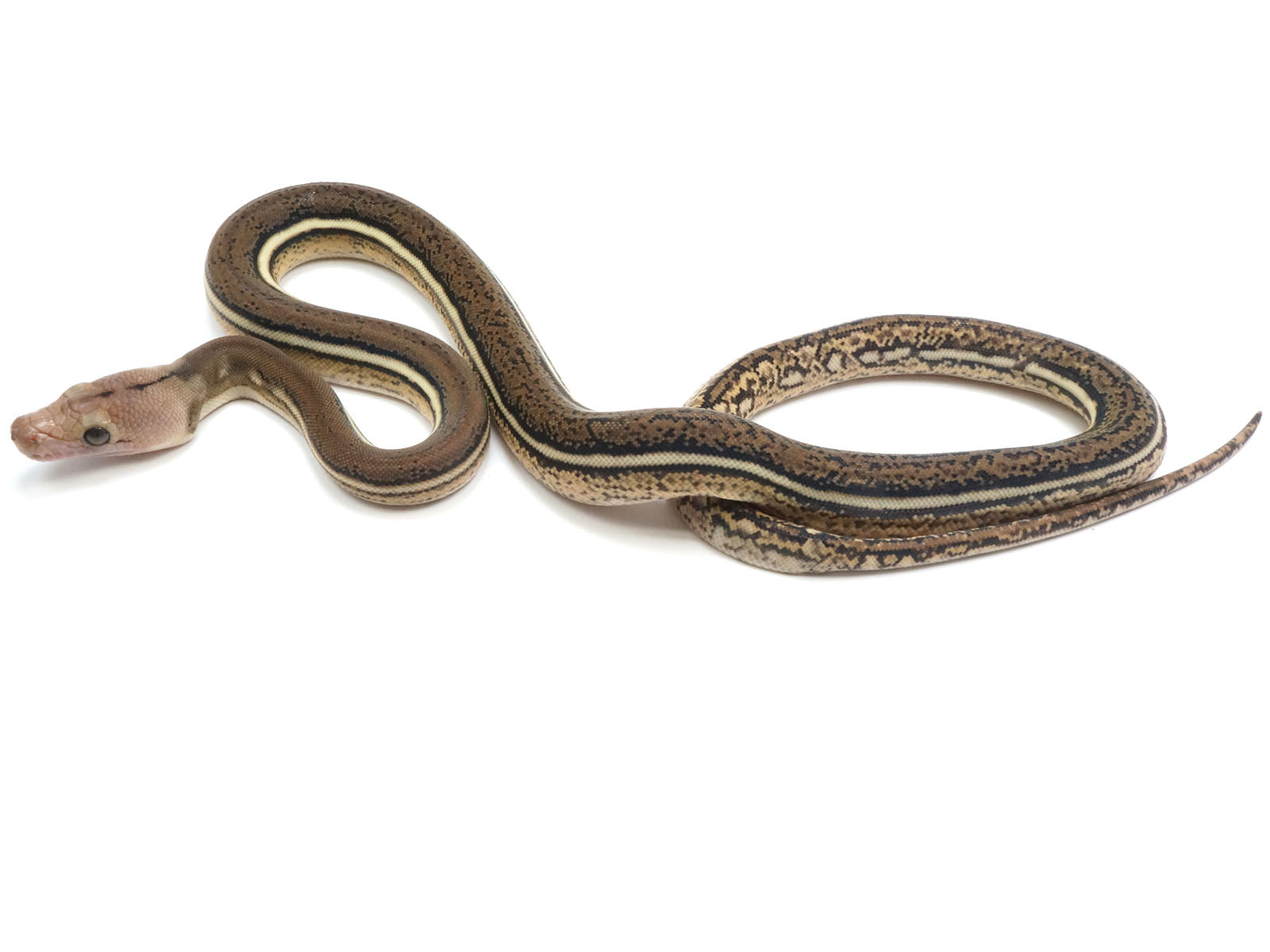 2023 Female Tiger Anthrax Reticulated Python – New England Reptile - NERD