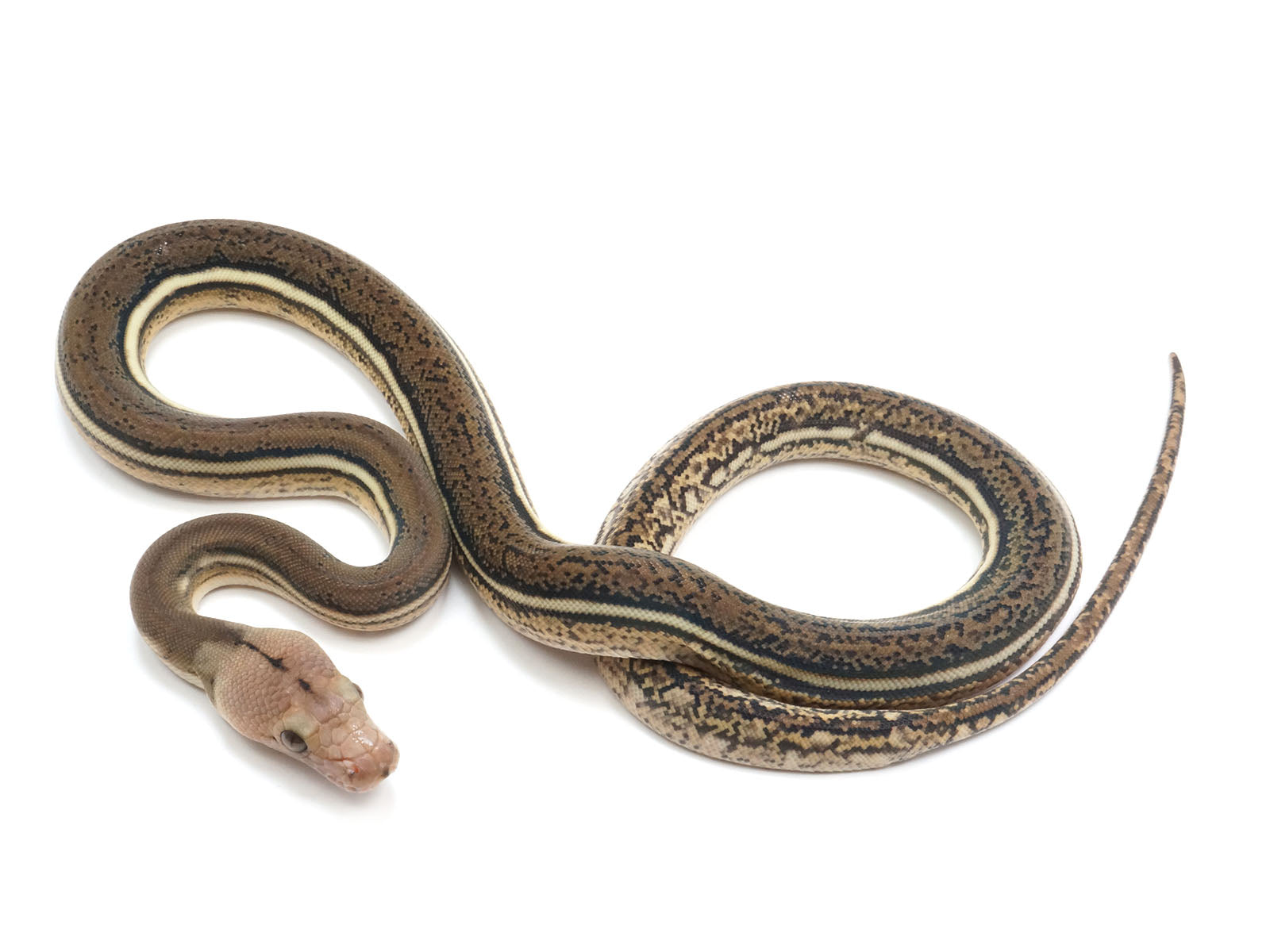 2023 Female Tiger Anthrax Reticulated Python – New England Reptile - NERD