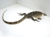 Load image into Gallery viewer, 2023 Flash (Male Weird Coral) X Female Hypo Celebensis Asian Water Monitor 