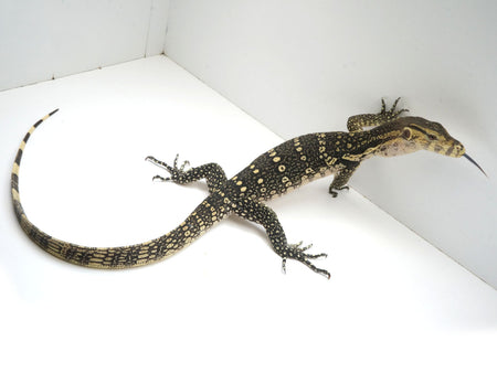 Water monitor lizard shops pet