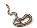 Load image into Gallery viewer, 2023 Hualapai Rosy Boa