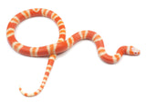 Load image into Gallery viewer, 2023 Hypo Albino Honduran Milk Snake. 