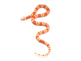 Load image into Gallery viewer, 2023 Hypo Albino Honduran Milk Snake. 