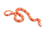 Load image into Gallery viewer, 2023 Male Hypo Albino Honduran Milk Snake 